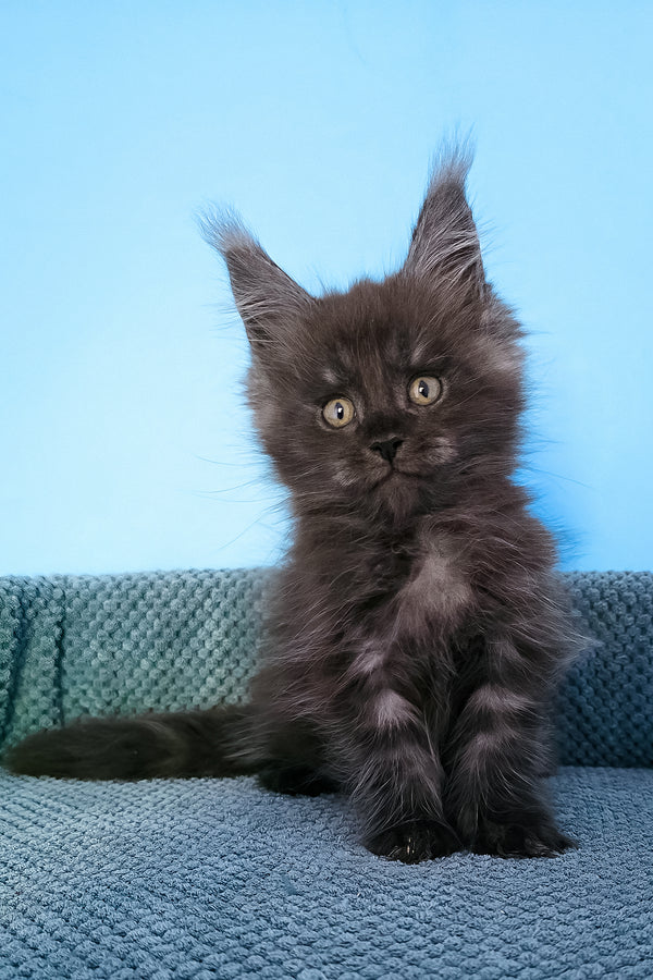 A fluffy dark gray maine coon black smoke kitten with striking green eyes sitting on a textured blue surface