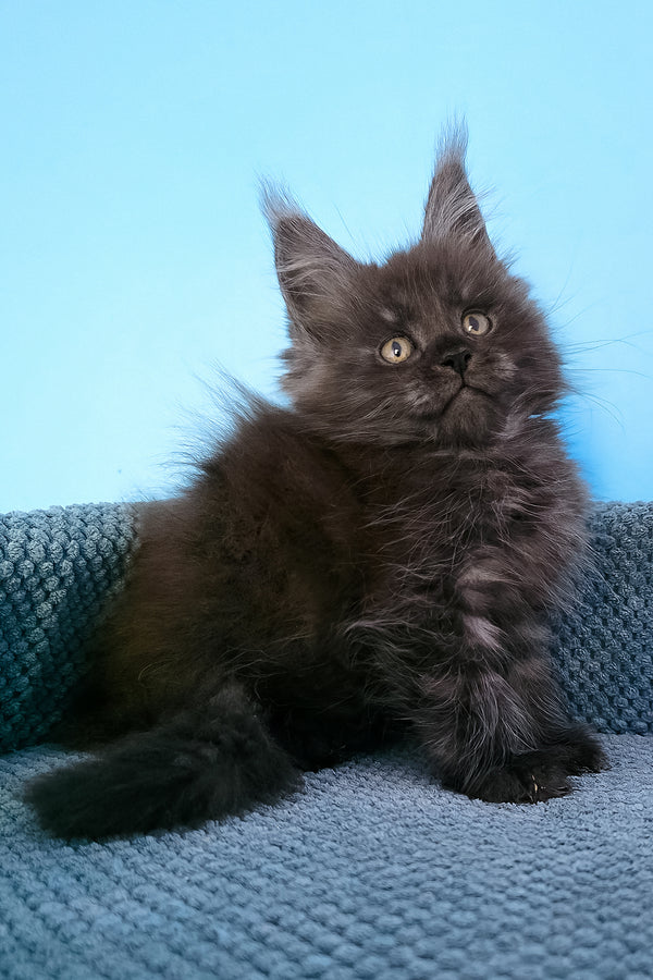 A fluffy dark gray black smoke maine coon kitten with green eyes sits on a blue knitted surface from tagir purebred kitties