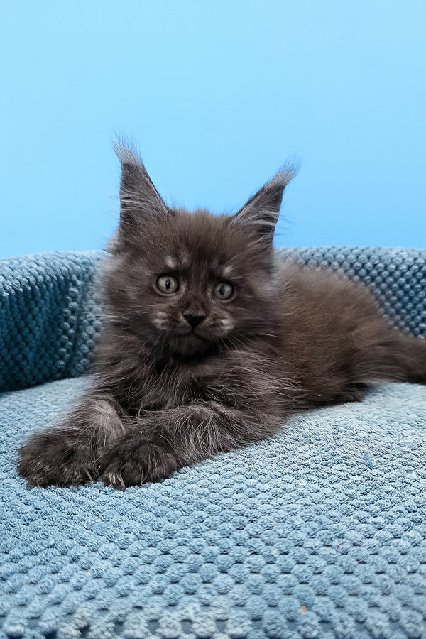 A fluffy dark gray maine coon black smoke kitten with green eyes rests on a textured blue cushion from tagir purebred kitties