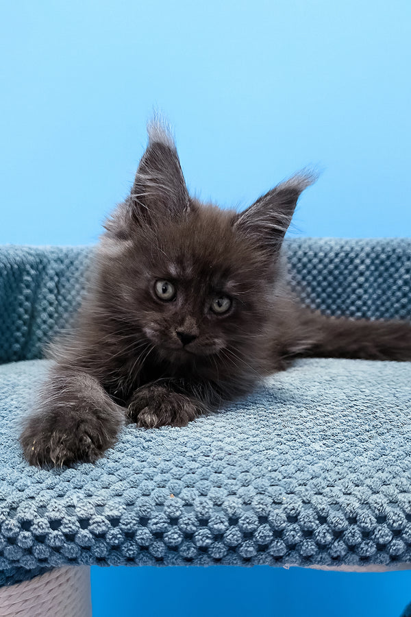 A fluffy dark gray maine coon kitten with green eyes and tufted ears resting on a light blue cushion black smoke purebred kitties