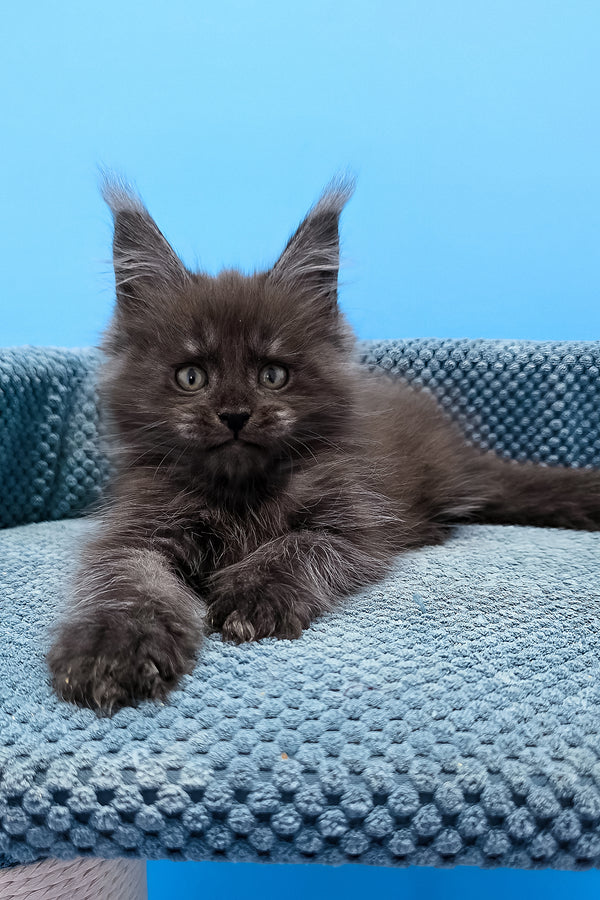 A fluffy dark gray maine coon black smoke kitten with green eyes rests on a light blue knitted surface purebred kitties
