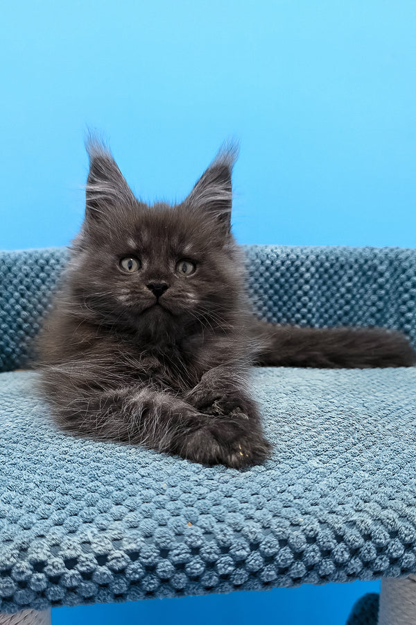 Tagir maine coon kitten fluffy gray black smoke purebred kitties lounging on a textured blue cushion with green eyes
