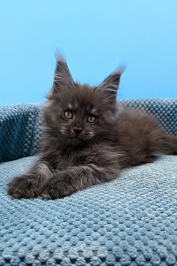 A fluffy dark gray purebred maine coon kitten with striking green eyes rests on a textured blue knitted bed