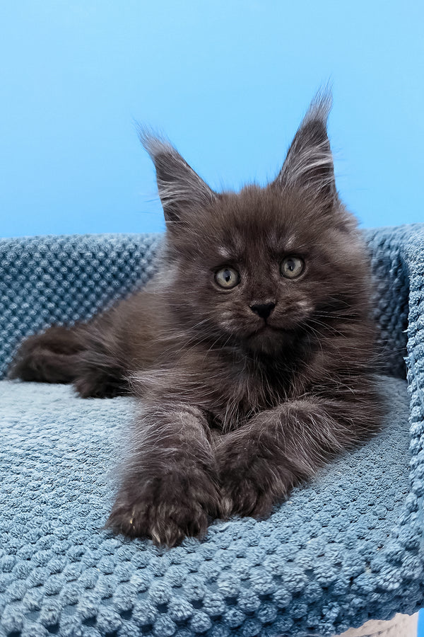 A fluffy dark gray black smoke maine coon kitten named tagir with green eyes resting on a blue knitted surface