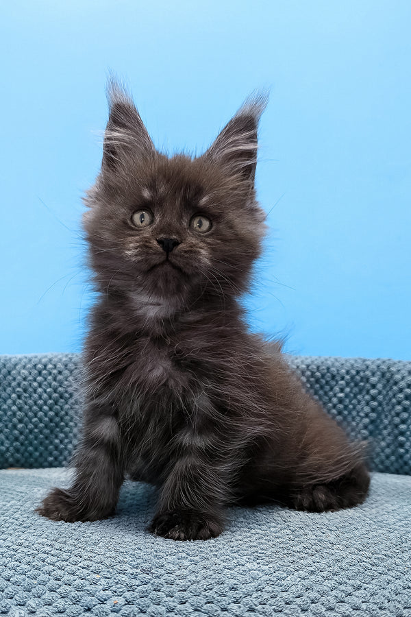 A fluffy dark gray maine coon kitten with green eyes sits on a textured blue cushion perfect for purebred kitties black smoke