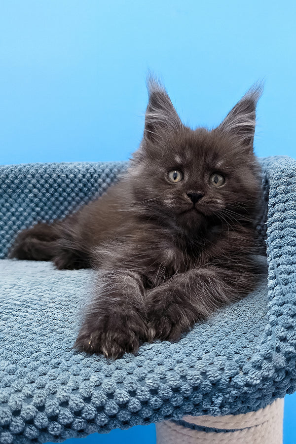 A fluffy black smoke maine coon kitten with green eyes lounges on a blue knitted cat tree perch by tagir purebred kitties