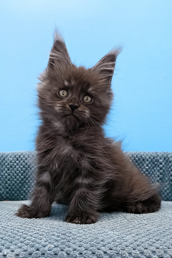 A fluffy dark gray maine coon black smoke kitten with green eyes sitting on a textured blue surface purebred kitties