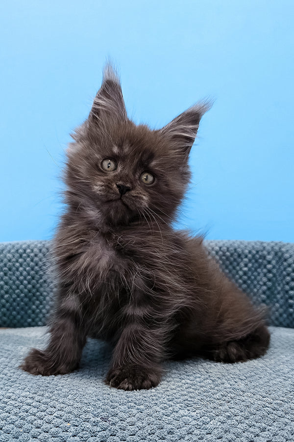 Tagir maine coon black smoke purebred kitties fluffy dark gray kitten with green eyes sitting on blue cushion