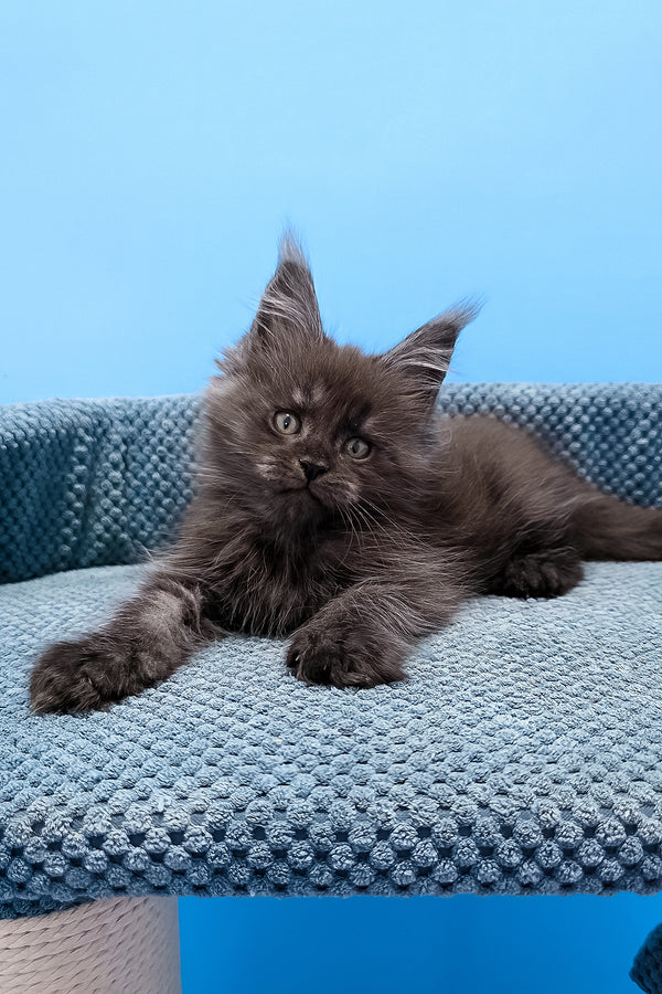 A fluffy dark gray maine coon black smoke kitten with green eyes lounging on a textured blue cat bed from tagir purebred kitties