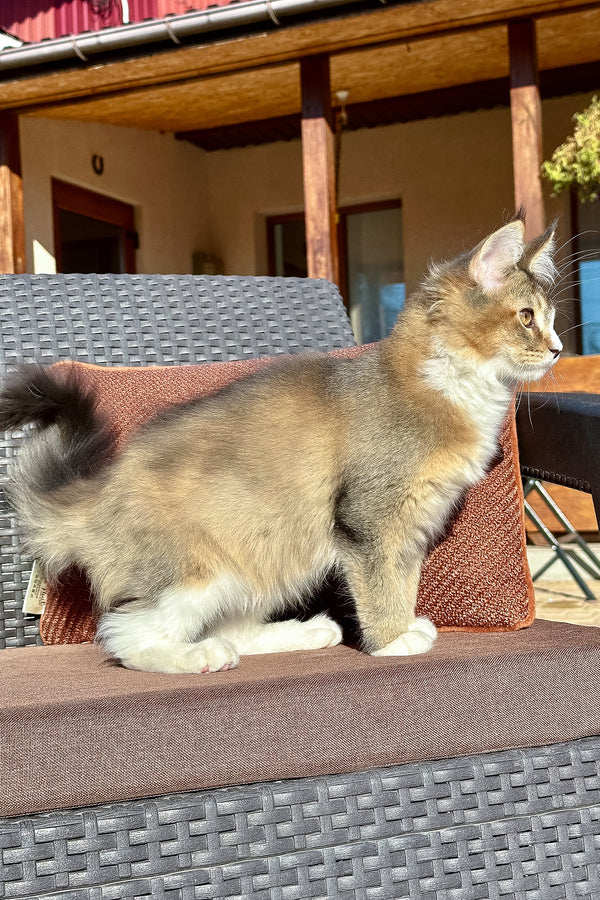 Tessa | Golden Maine Coon Kitten