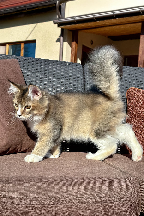 Tessa | Golden Maine Coon Kitten