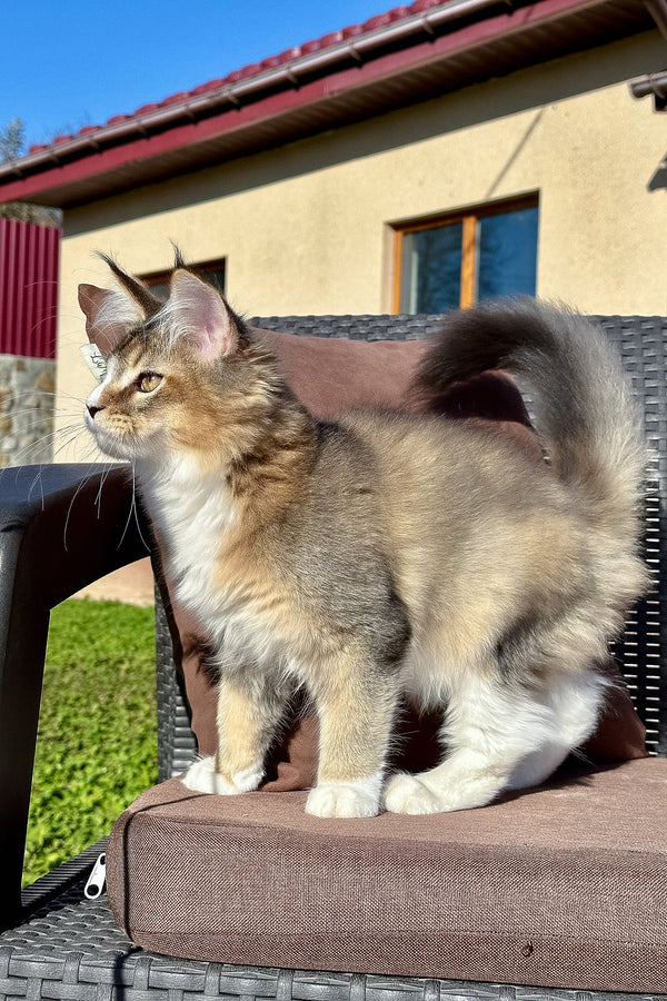 Tessa | Golden Maine Coon Kitten