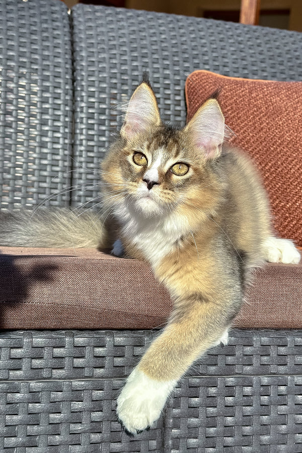 Tessa | Golden Maine Coon Kitten