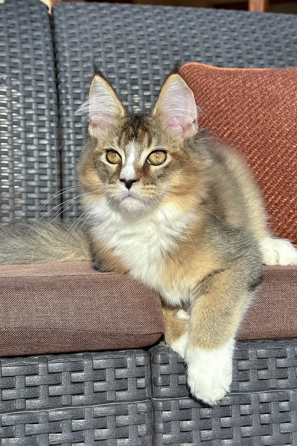 Tessa | Golden Maine Coon Kitten