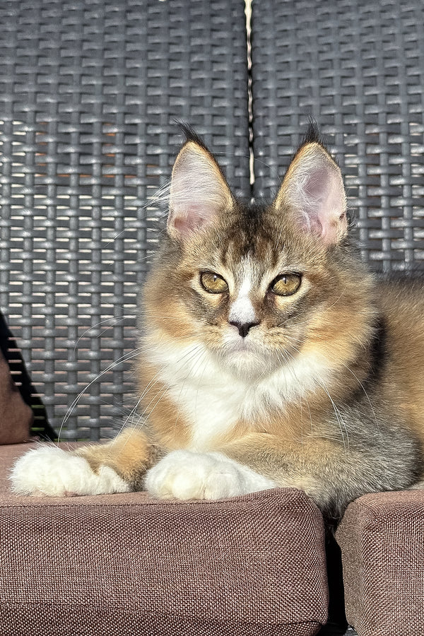 Tessa | Golden Maine Coon Kitten