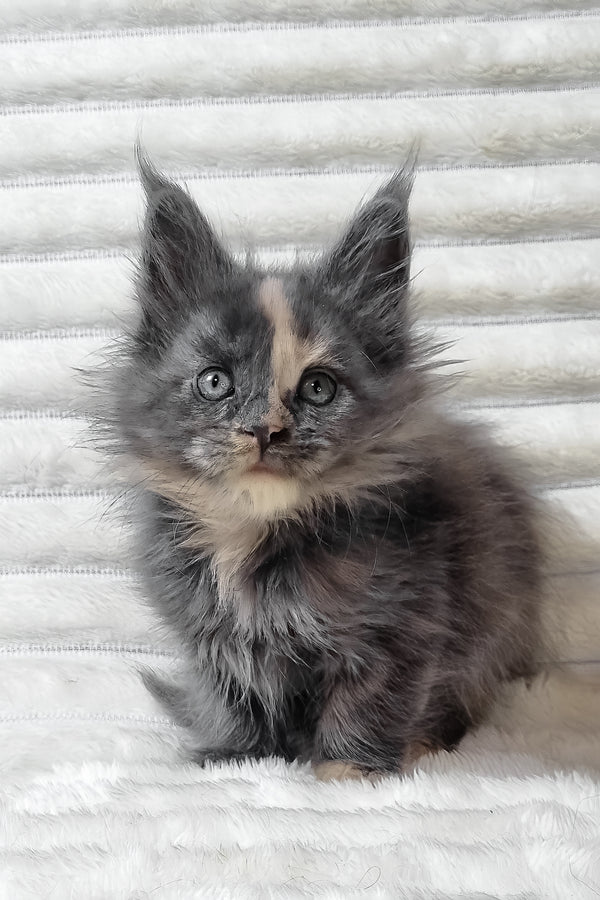 Uma | Maine Coon Kitten