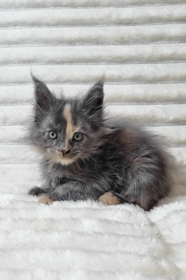 Uma | Maine Coon Kitten