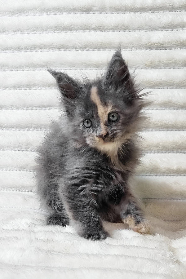 Uma | Maine Coon Kitten
