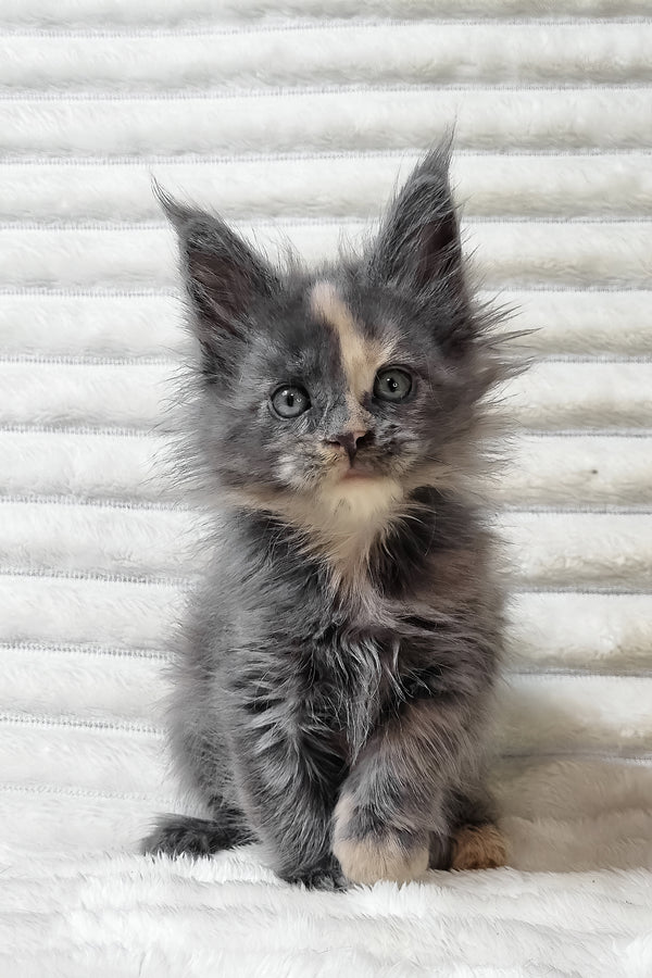 Uma | Maine Coon Kitten