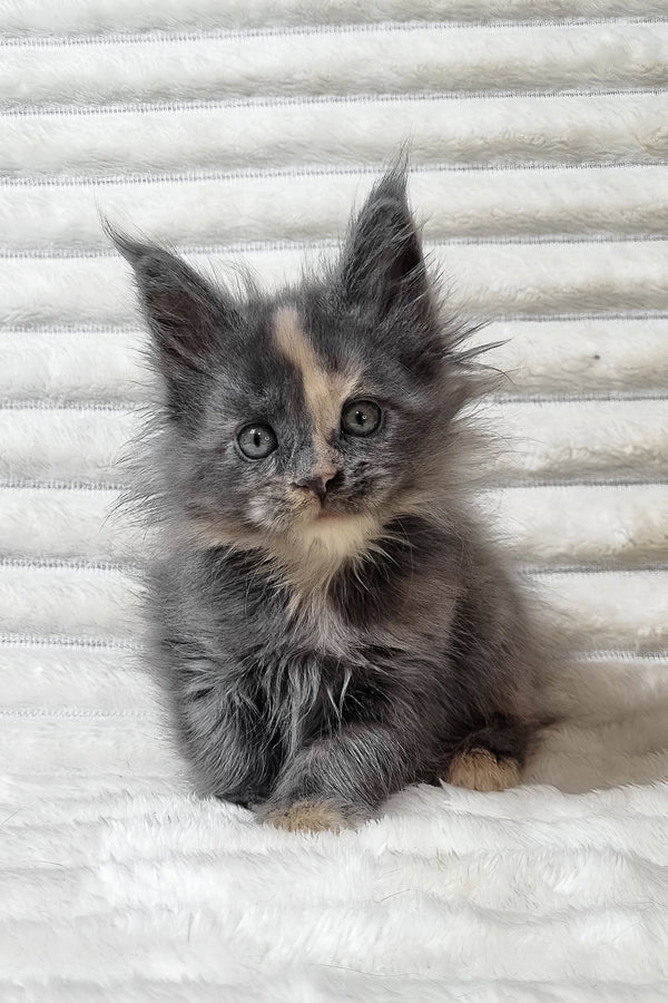 Uma | Maine Coon Kitten