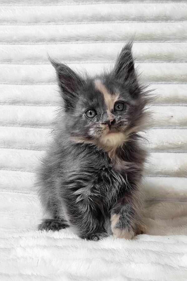 Uma | Maine Coon Kitten