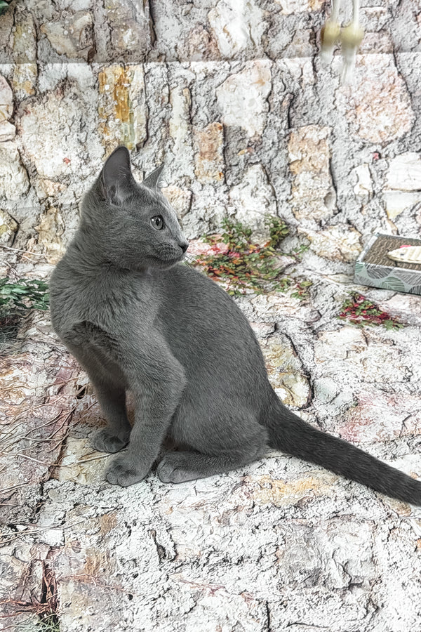 Universe | Russian Blue Kitten