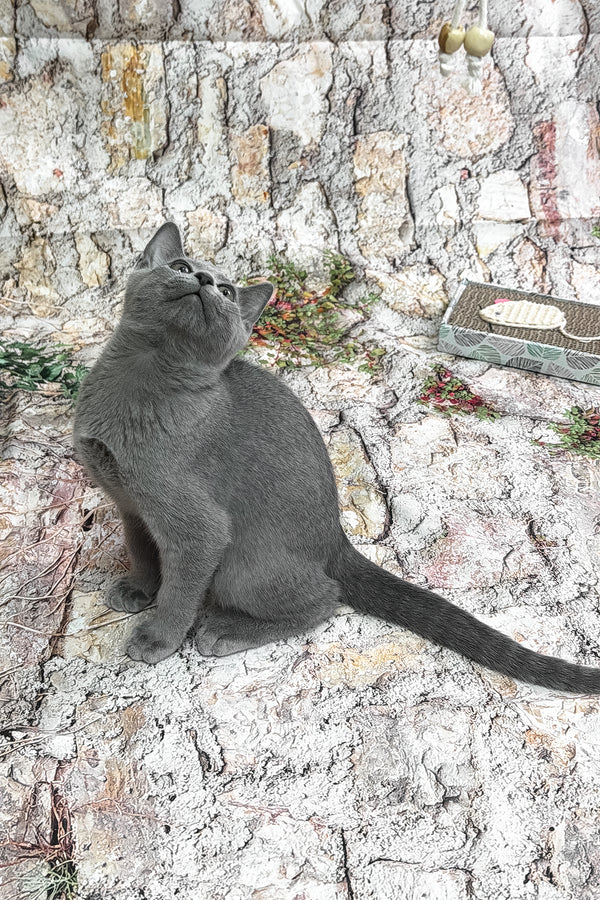 Universe | Russian Blue Kitten