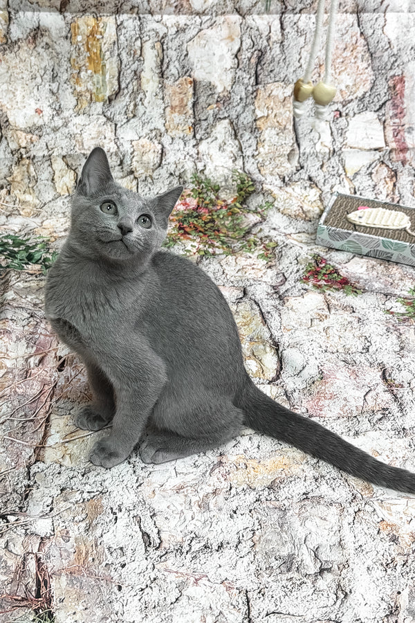 Universe | Russian Blue Kitten