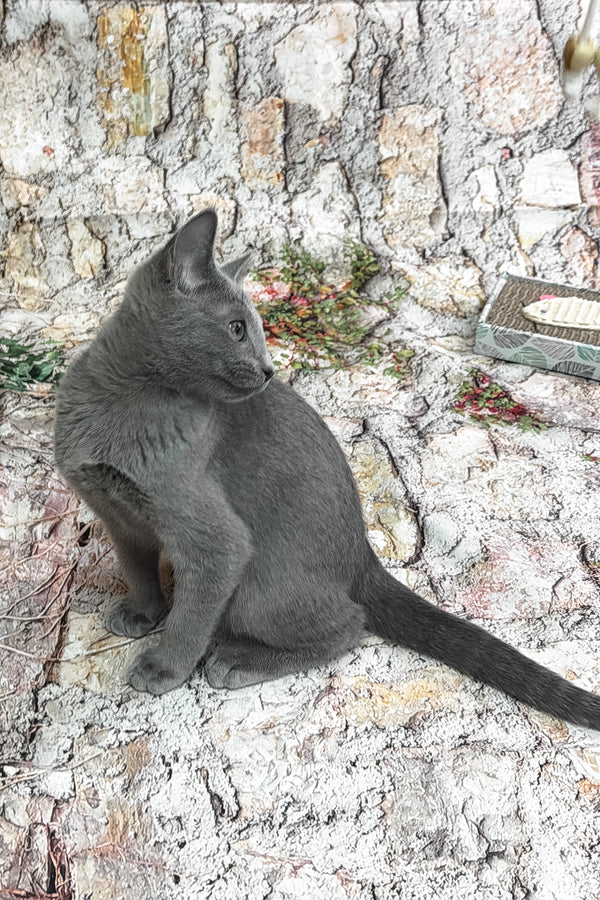 Universe | Russian Blue Kitten