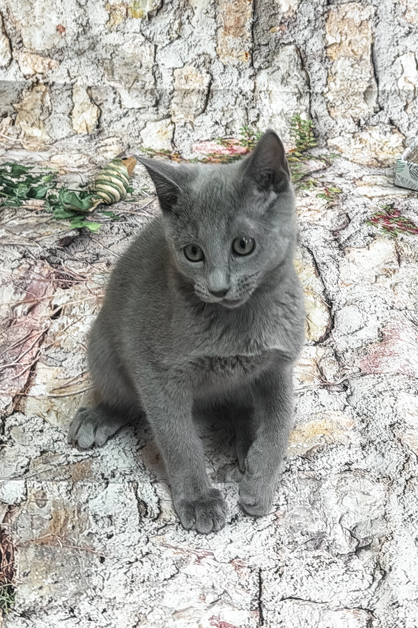Universe | Russian Blue Kitten