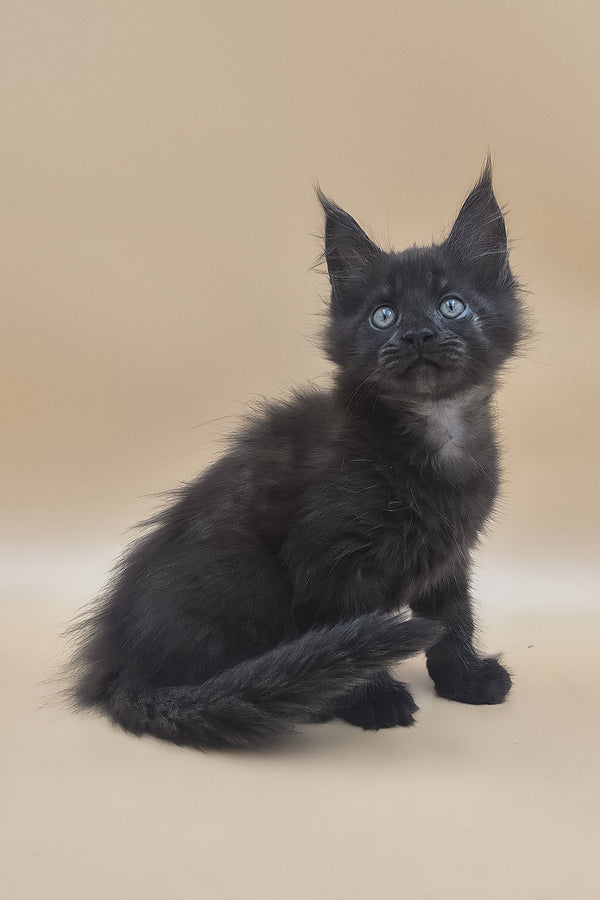Usik | Maine Coon Kitten