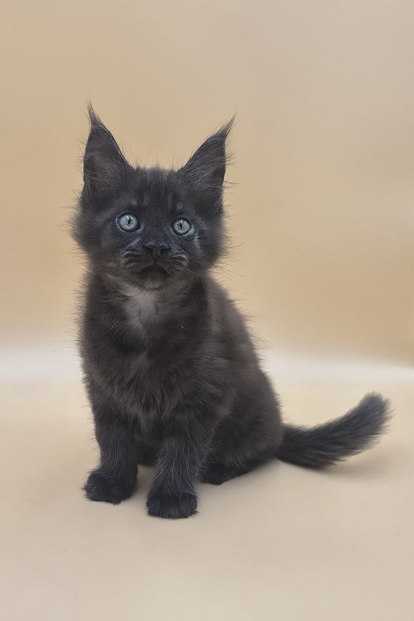 Usik | Maine Coon Kitten