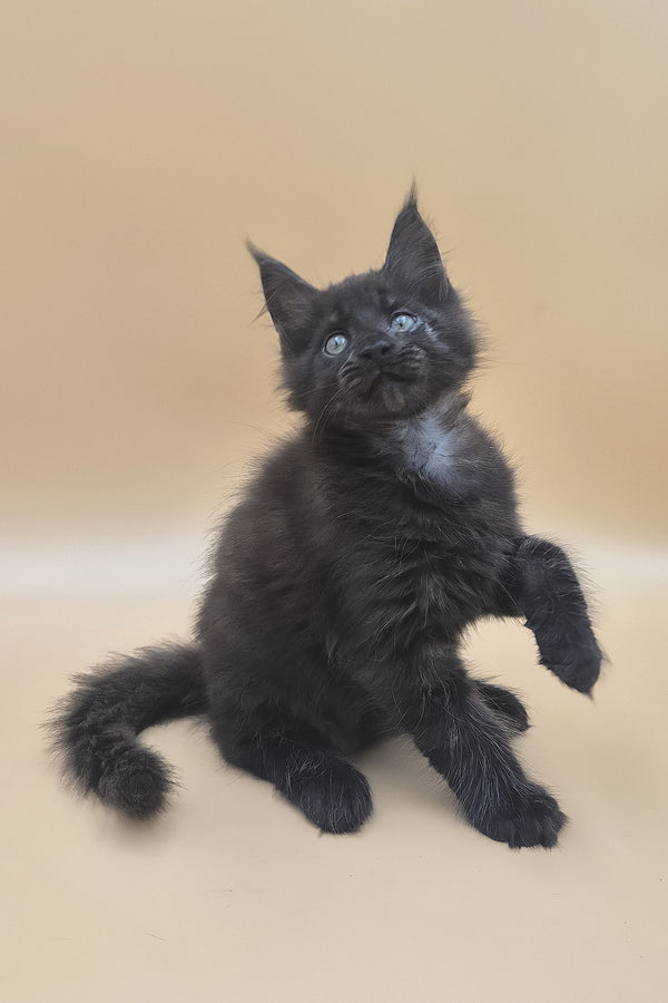 Usik | Maine Coon Kitten