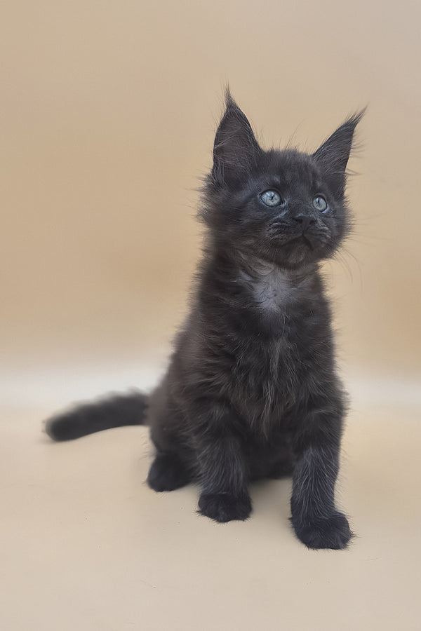Usik | Maine Coon Kitten