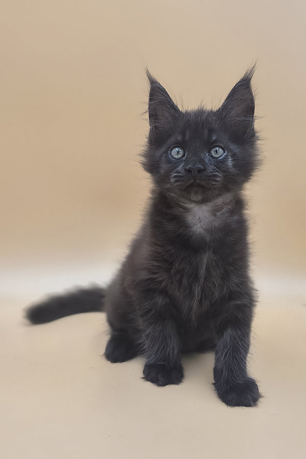 Usik | Maine Coon Kitten