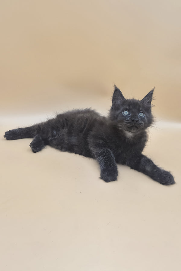 Usik | Maine Coon Kitten