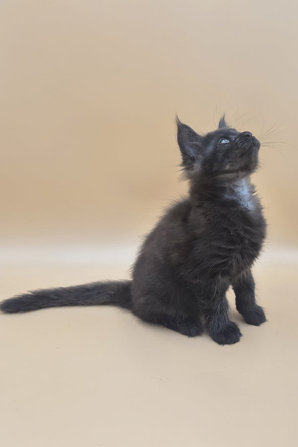 Usik | Maine Coon Kitten