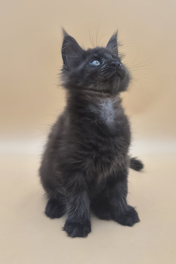 Usik | Maine Coon Kitten