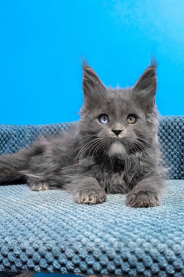 Ulyssa | Maine Coon Kitten