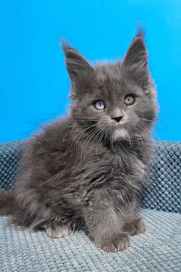 Ulyssa | Maine Coon Kitten