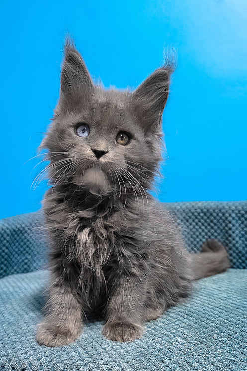 Ulyssa | Maine Coon Kitten