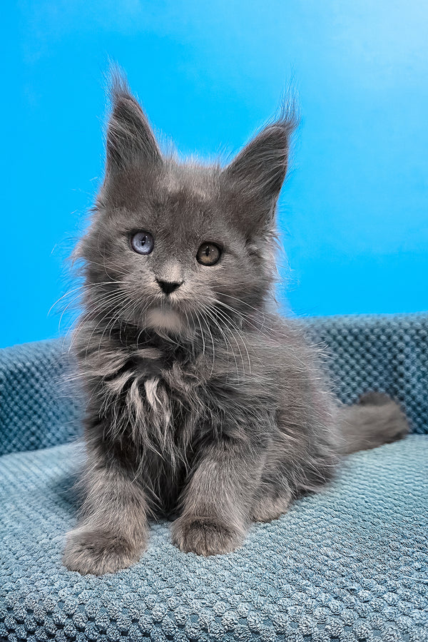 Ulyssa | Maine Coon Kitten