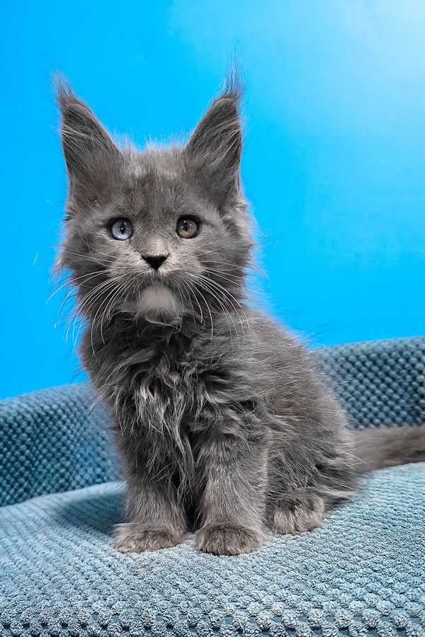 Ulyssa | Maine Coon Kitten