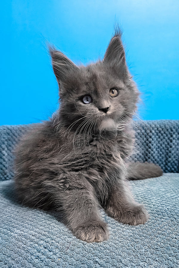 Ulyssa | Maine Coon Kitten