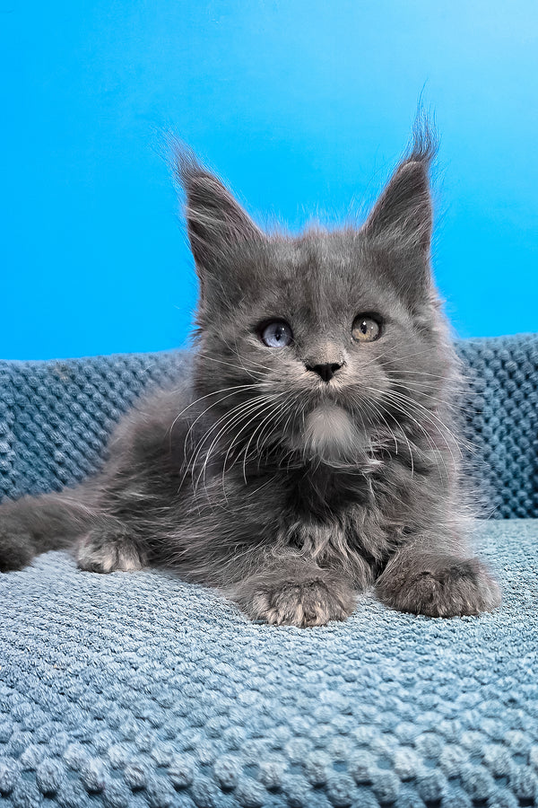 Ulyssa | Maine Coon Kitten