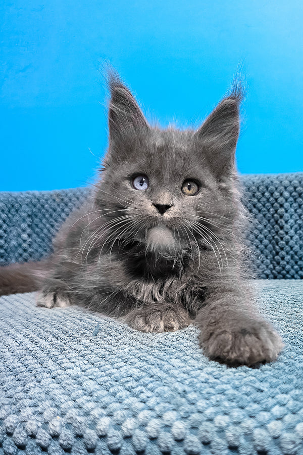 Ulyssa | Maine Coon Kitten
