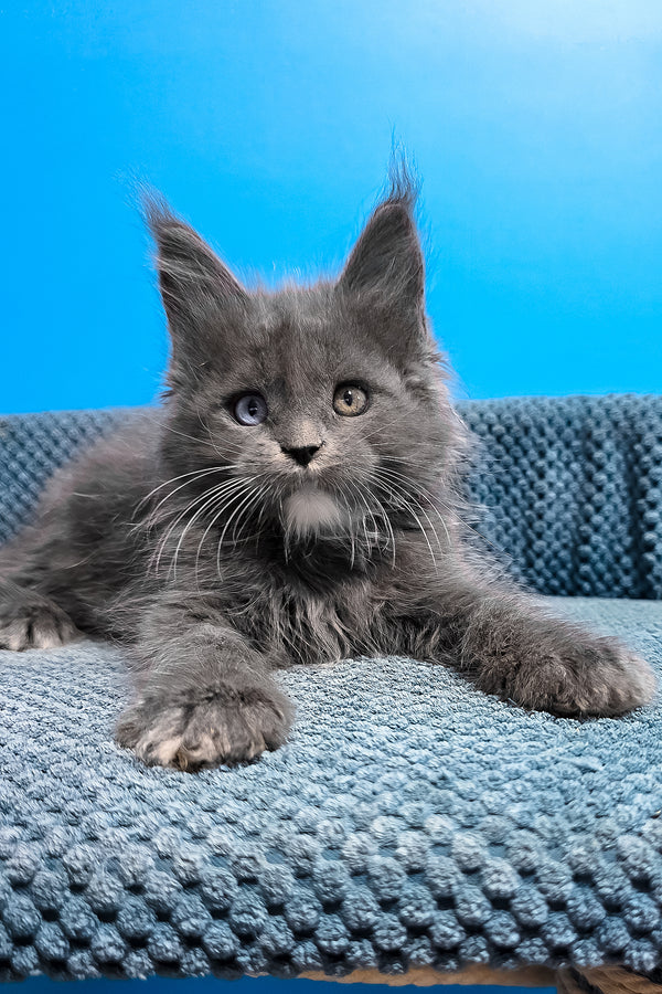 Ulyssa | Maine Coon Kitten