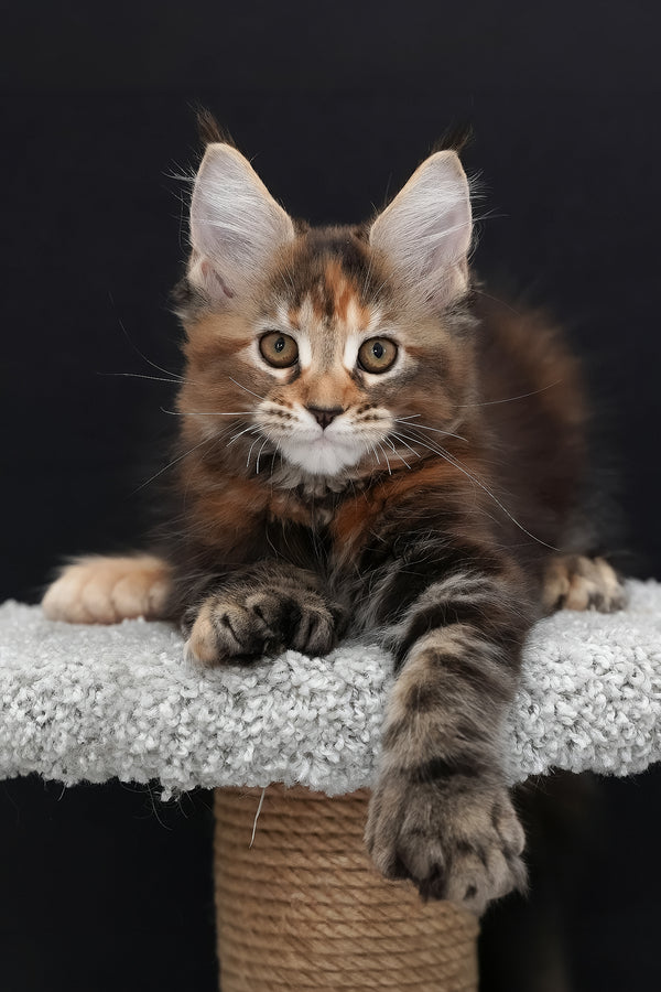 Uslada | Polydactyl Maine Coon Kitten