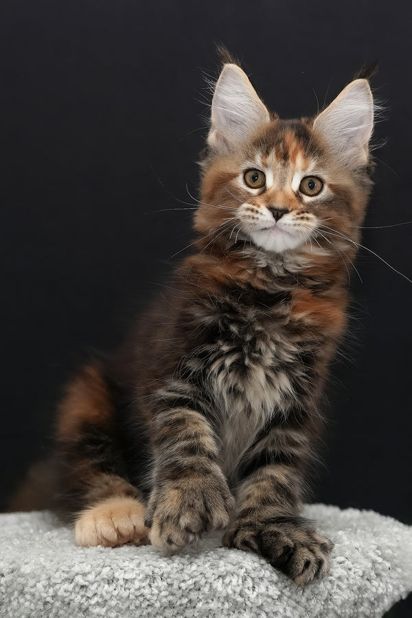 Uslada | Polydactyl Maine Coon Kitten