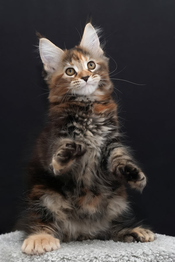 Uslada | Polydactyl Maine Coon Kitten